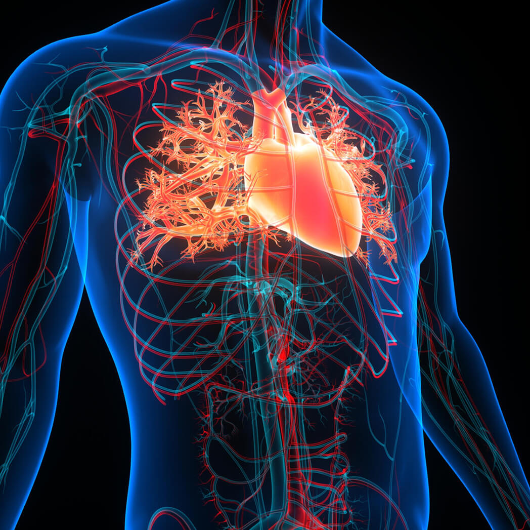 Illustration of the human circulatory system